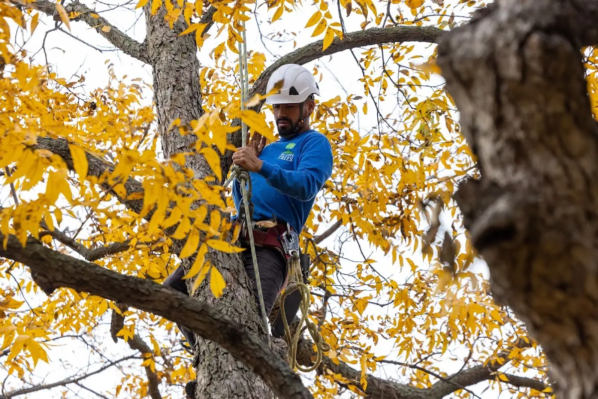 Skilled Dead Tree Removal crew working in Gunnison